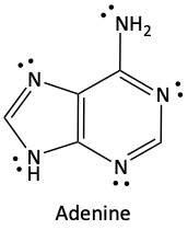 adenine.png